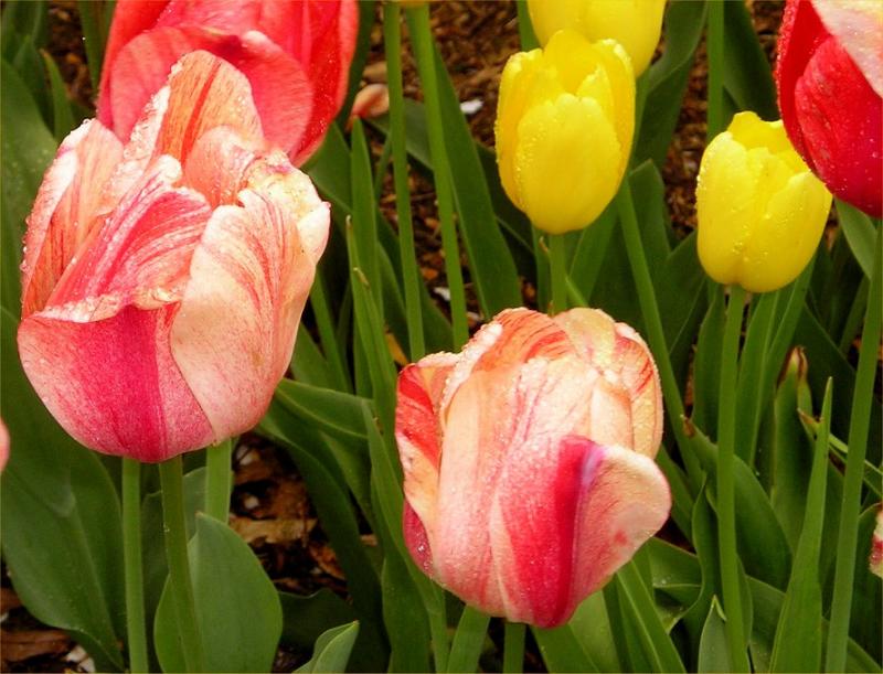 Central Park tulips