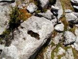 Burren stones