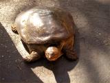 Softshell turtle at hotel parking lot in Orlando