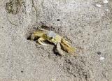 Hermit crab at Cocoa Beach