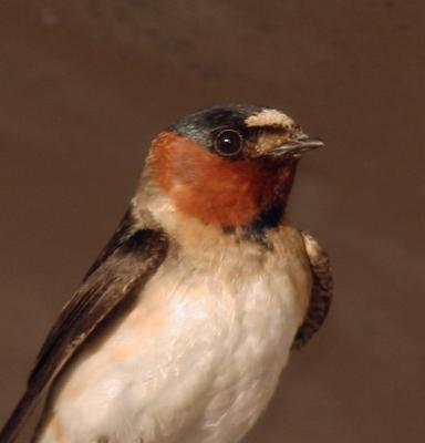 Cliff Swallow, adult