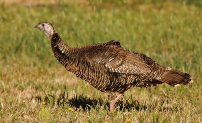 Wild Turkey, female