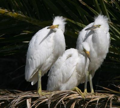 Snowy Egret, nestlings