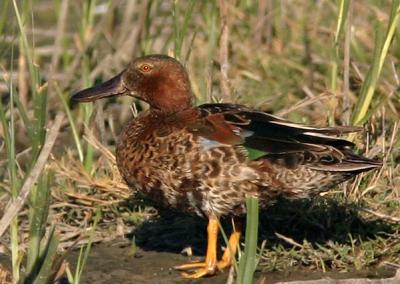 Cinnamon Teal, male molting to eclipse