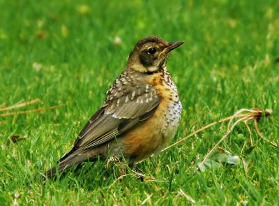 American Robin, juvenile