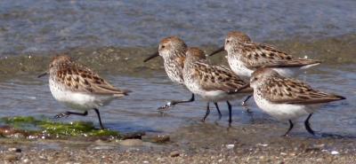 Western Sandpipers, fall breeding