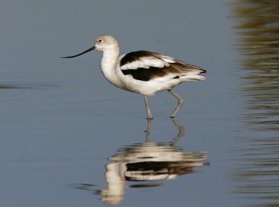 American Avocet, winter plumage female