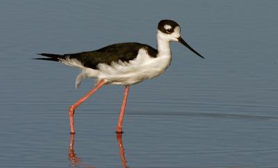 Black-necked Stilt, female