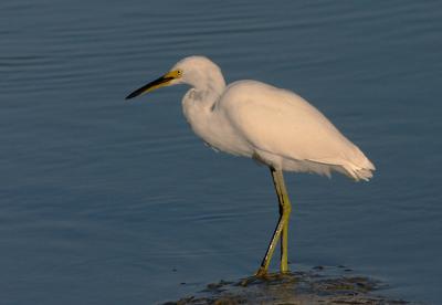 Snowy Egret, juvenile