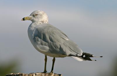 Ring-billed Gull, adult winter