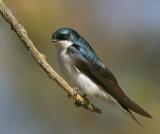 Tree Swallow