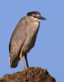 Black-crowned Night-Heron, second summer