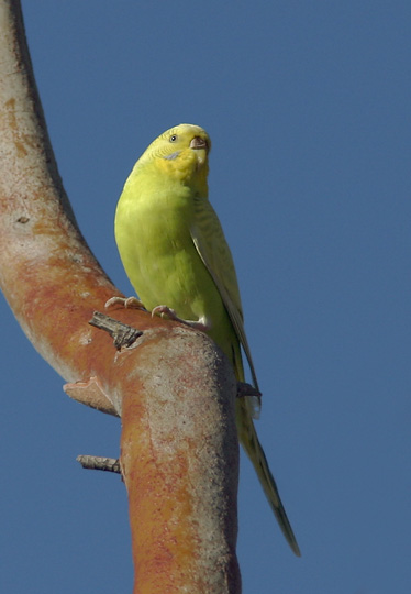 Budgerigar