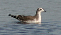 Sabine's Gull, juvenile