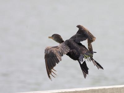 Double Crested Cormorant Take Off