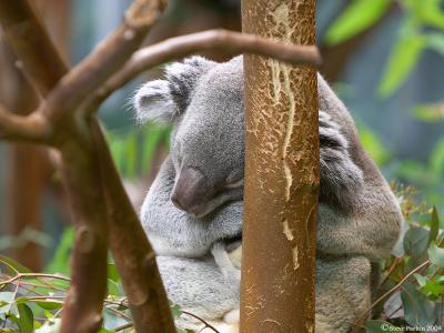 Sleeping Koala.jpg