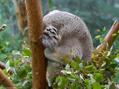 Sleeping Koala 2.jpg