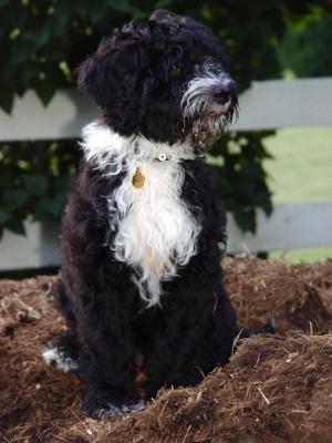 On The Mulch Pile