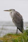 Grey Heron, Grey Weather