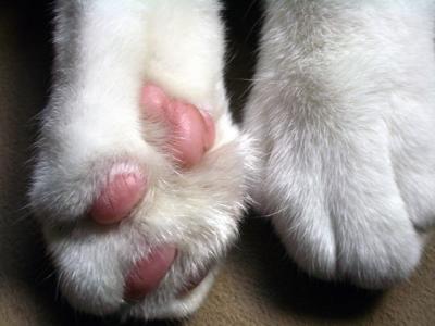 u47/themarmot/medium/40033135.cat_paws.jpg