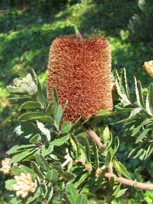 Banksia praemorsa.jpg