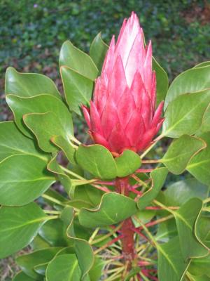 Protea cynaroides - Mount Tsitsikamma variant.jpg