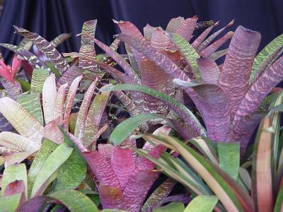 2005 Auckland Bromeliad Fiesta, NZ