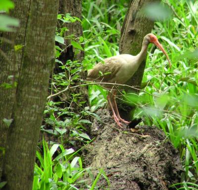06-23-04 white ibis.jpg