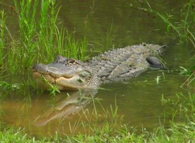 06-27-04 alligator.jpg