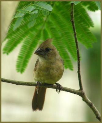 06-27-04 moms juvie cardinal 1.jpg