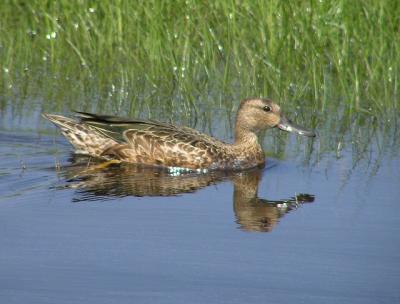 09-18-04 Blue-Winged Teal2.jpg