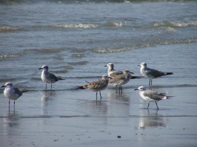 gulls