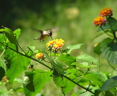 09-18-04 ruby throated hummingbird.jpg