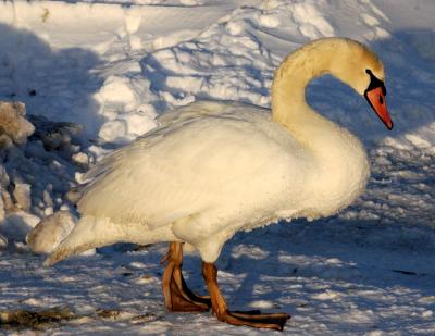 mute_swan37.JPG