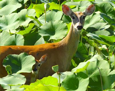 DSC_8017crop.jpg