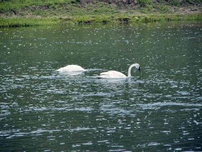 P6040160_2swans.jpg