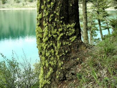 P603015_tree moss.jpg