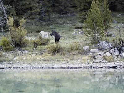 img_0600_moose.jpg