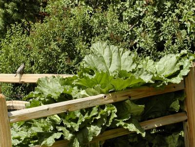 Rhubarb