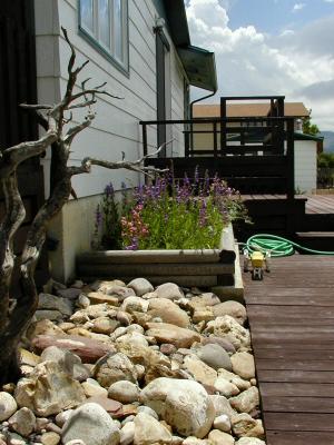 Penstemon Bed
