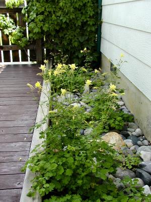 Walkway Yellow Columbines