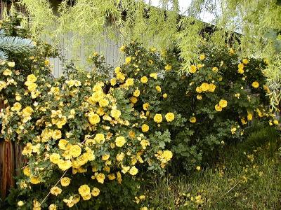 Wild Shrub Rose