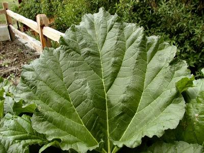Rhubarb Leaf
