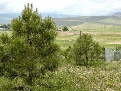 Ponderosa Pines Facing West