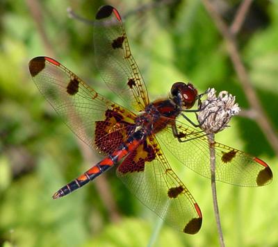 Pennant and Saddlebags Dragonflies