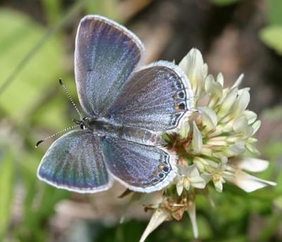Eastern Tailed Blue - Everes comyntas male