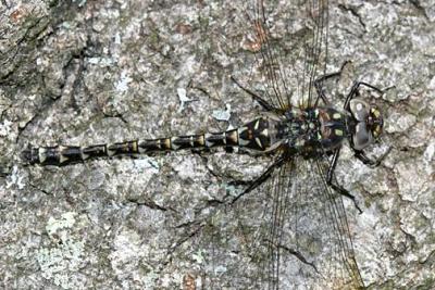 Harlequin Darner -  Gomphaeschna furcillata