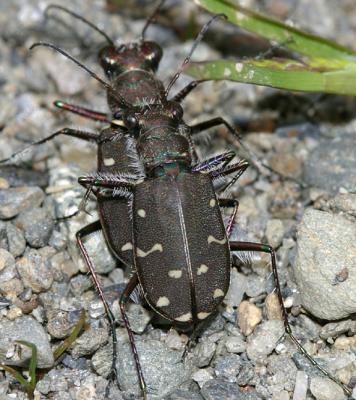 Twelve-Spotted Tiger Beetle - Cicindela duodecimguttata