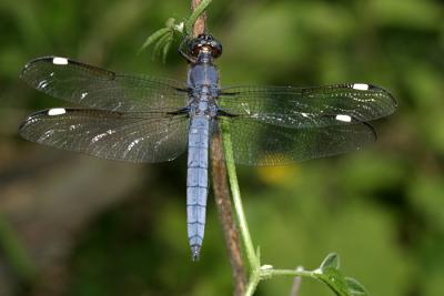 Spangled Skimmer - Libellula cyanea  (male)