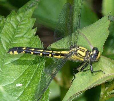 Spine-crowned Clubtail - Gomphus abbreviatus (female)